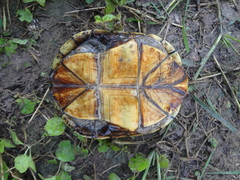 Kinosternon flavescens