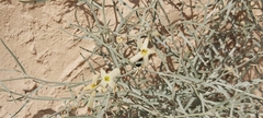 Peganum harmala