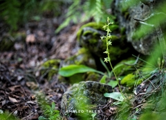 Platanthera holmboei