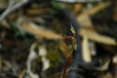 Chiloglottis reflexa