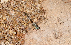 Austrogomphus cornutus
