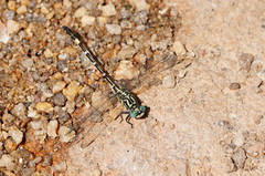Austrogomphus cornutus