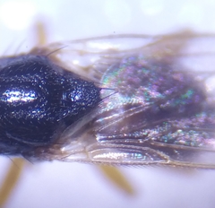 Elachiptera cornuta
