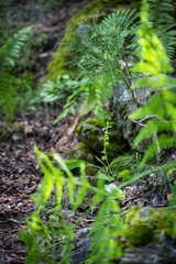 Platanthera holmboei