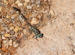 Austrogomphus cornutus