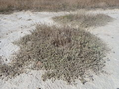 Atriplex buchananii