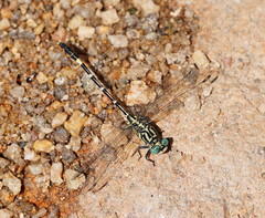 Austrogomphus cornutus