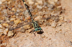 Austrogomphus cornutus