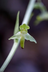 Platanthera holmboei