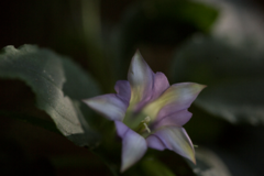 Tripterospermum nienkui