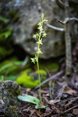 Platanthera holmboei