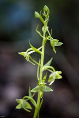 Platanthera holmboei
