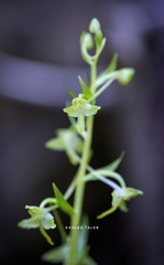 Platanthera holmboei