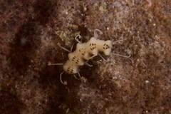 Amblyosyllis