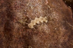 Amblyosyllis