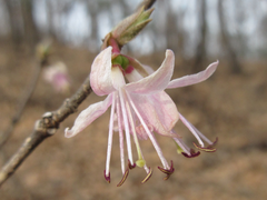 Lonicera praeflorens