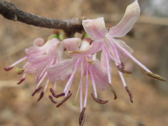 Lonicera praeflorens