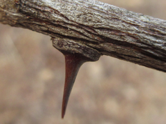 Zanthoxylum schinifolium