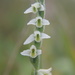 Spiranthes spiralis - Photo (c) Terry Instone,  זכויות יוצרים חלקיות (CC BY-NC), uploaded by Terry Instone