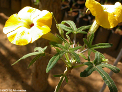 Uncarina decaryi