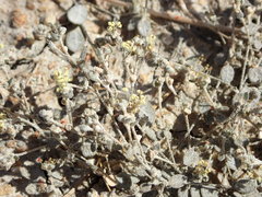 Atriplex buchananii
