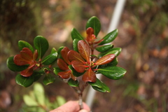 Ternstroemia