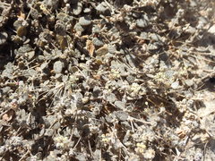 Atriplex buchananii