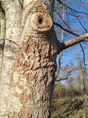 Tracheophyta