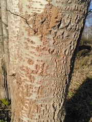 Tracheophyta