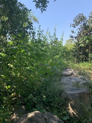 Hibiscus lunarifolius