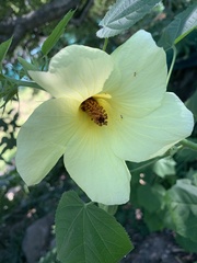 Hibiscus lunarifolius