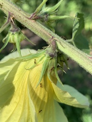 Hibiscus lunarifolius