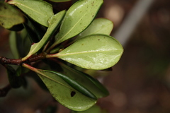 Ternstroemia