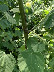 Hibiscus lunarifolius