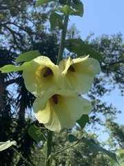 Hibiscus lunarifolius
