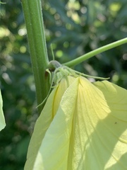 Hibiscus lunarifolius