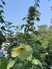 Hibiscus lunarifolius