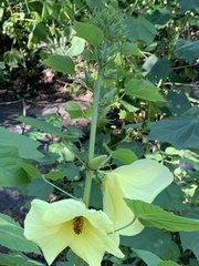 Hibiscus lunarifolius