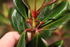 Ternstroemia