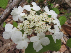 Viburnum lantanoides image