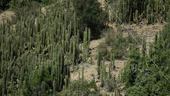 Trichocereus spachianus