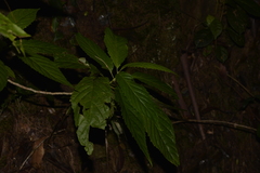 Rousseaceae