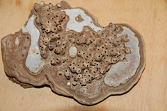 Agathomyia wankowiczii