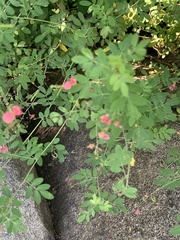 Indigofera galpinii