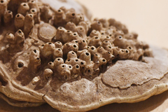 Agathomyia wankowiczii