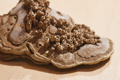 Agathomyia wankowiczii