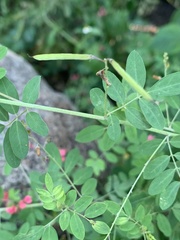Indigofera galpinii