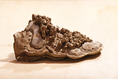 Agathomyia wankowiczii