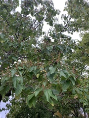 Paulownia tomentosa