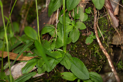 Pterostylis hispidula